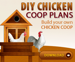 Chicken Co-op Plans