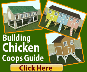 building backyard chicken coop